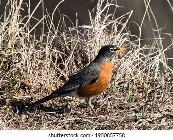 Robin In Frick Park - Pittsburgh 