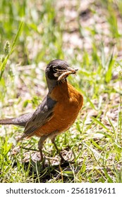 Robin with a grasshopper in it's beak.