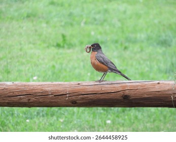 Robin with a huge worm