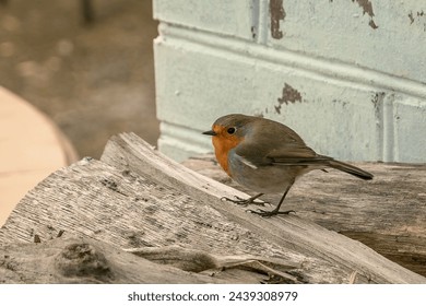 The robin (Latin Erithacus rubecula) is a small bird with a characteristic bright orange breast, the owner of one of the most beautiful songs among European birds.