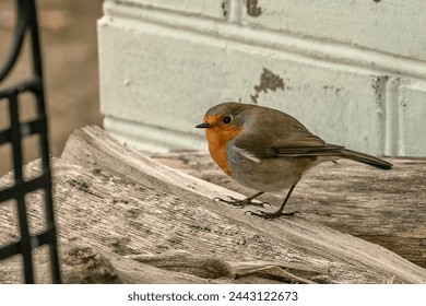 The robin (Latin Erithacus rubecula) is a small bird with a bright orange breast, the owner of one of the most beautiful songs among European birds.