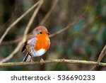 Robin at Leighton Moss RSPB bird reserve reed beds