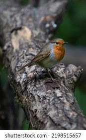 Robin At A Local Nature Reserve