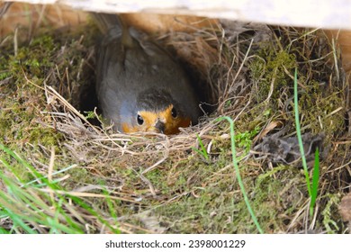 Robin in the nest brooding eggs.