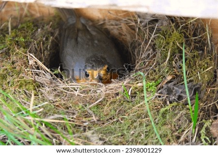 Robin in the nest brooding eggs.