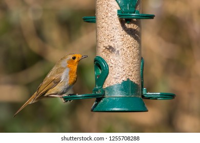 Robin On A Bird Feeder