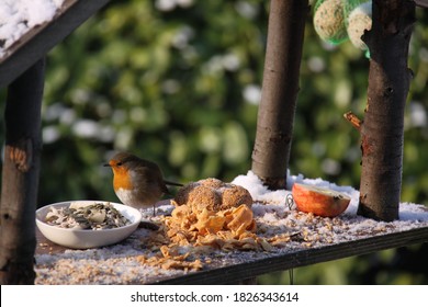 Robin On A Bird Feeder Amidst Food