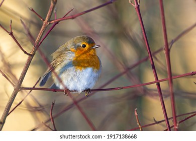 A robin on a branch