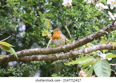 Robin on branch with leafy background