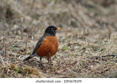 Robin on the Ground