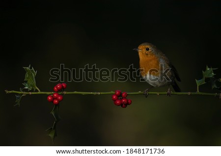 Similar – Image, Stock Photo Pretty bird Beautiful Life