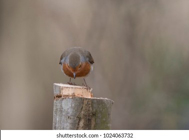 robin on a log