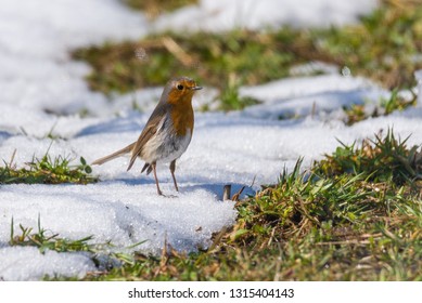 Robin On Melting Snow