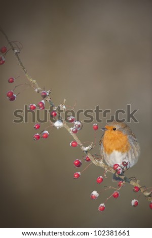 Similar – Image, Stock Photo Pretty bird Beautiful Life