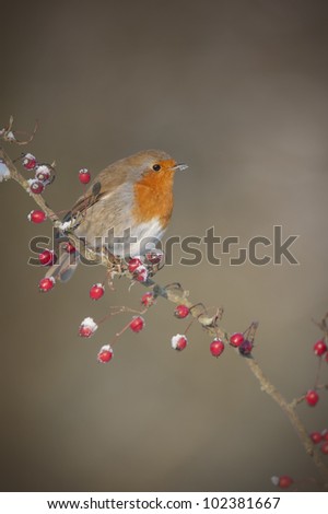 Similar – Image, Stock Photo Pretty bird Beautiful Life