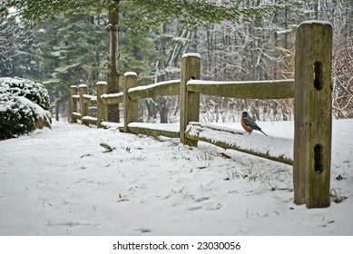 Robin On Split Rail Fence In Winter