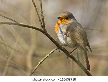 Robin on  tree