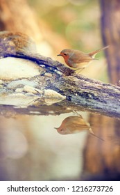Robin on the tree
