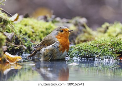 Robin On Watering, Orange Bird, Water, Moss Green, Forest, Bathing