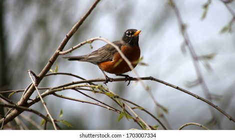 A robin on a weeping cherry tree.