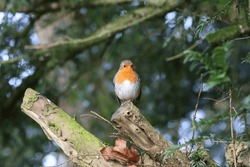 Robin Perched In A Holly Tree In Winter