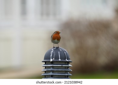 Robin Perched On Bollard Light