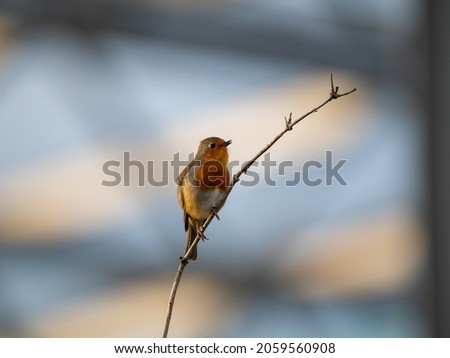 Similar – Image, Stock Photo Pretty bird Beautiful Life