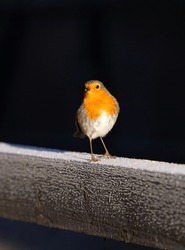 Robin Perched On A Frosty Fence In Winter. Robin Red Breast. Uk Wildlife 