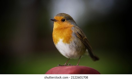 Robin Perched On A Post   