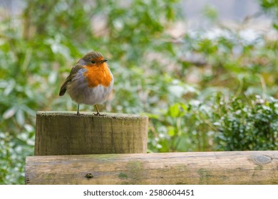 A Robin perched on a post. He looks out across the softly focused green background. Erithacus rubecula. copy space editorial picture.
