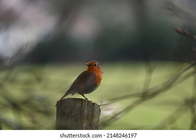 Robin perched on a post on a spring day
