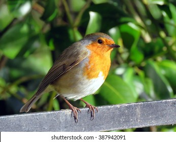 Robin Perched On A Railing At Sewerby Park, Bridlington, East Yorkshire UK