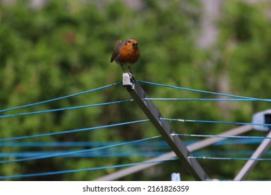 Robin Perched On A Rotary Washing Line In A Country Garden