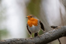 A Robin Perched On A Tree Branch On A Winters Day. County Durham, England, UK.