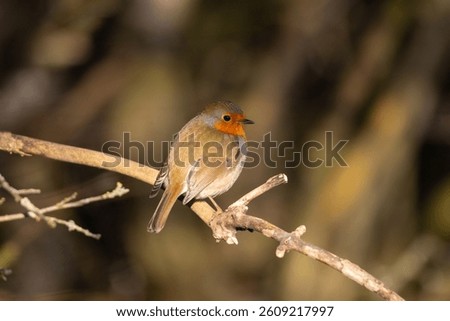 Robin perched on a tree on a spring morning. County Durham, England, UK.