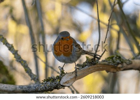 Robin perched on a tree on a spring morning. County Durham, England, UK.