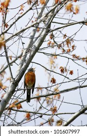 Robin perched in tree.
