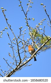 Robin perched in a tree