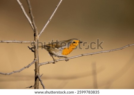 Robin perched in a tree on a winter day, County Durham, England, UK.