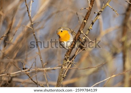 Robin perched in a tree on a winter day, County Durham, England, UK.