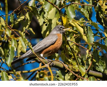 Robin perched up in a tree in spring 