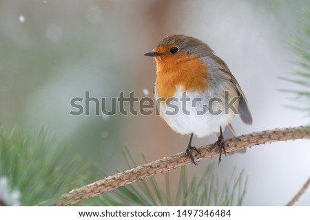 Robin in pine tree during snowfall