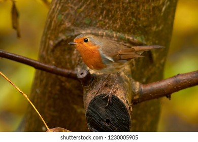 Robin portrait in autumn