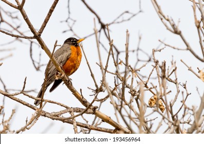 Robin Red Breast
