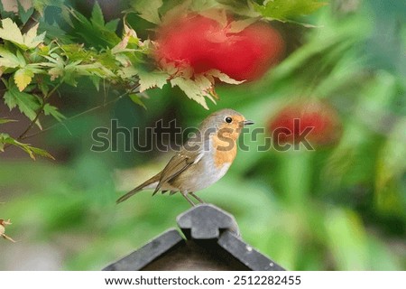 Similar – Image, Stock Photo Pretty bird Beautiful Life