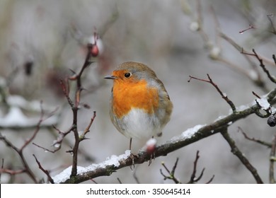Robin Redbreast Bird On Branch With Snow And Red Berries Left Facing