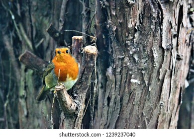 Robin Redbreast High In The Tree; It's So Good To Be Free.