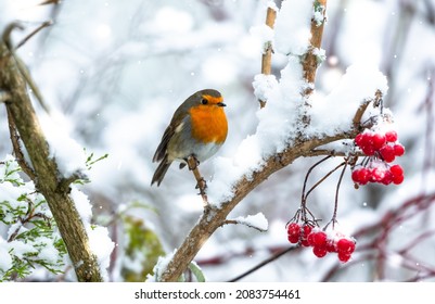 Robin Redbreast in November when Storm Arwen hit the UK.  Facing right on a snow covered tree branch with red berries.  Scientific name: Erithacus rubecula.  Space for copy. - Powered by Shutterstock