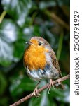 Robin Redbreast spotted in the English Garden, Munich. Feeds on insects, worms, and berries. Commonly found in gardens, woodlands, and parks across Europe. 