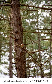 Robin redbreast in a tree